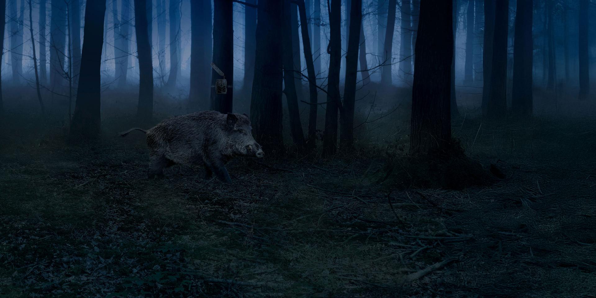 Fotopułapka Zeiss Secacam 3 błyskawiczna reakcja na ruch