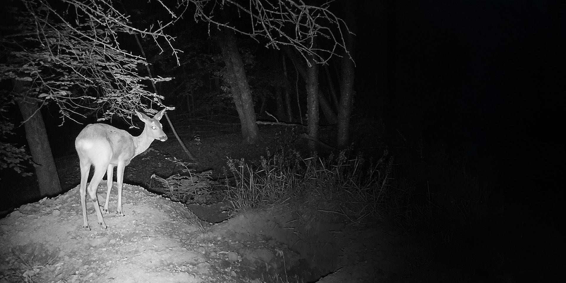 Fotopułapka Zeiss Secacam 3 świetna jakość nocą