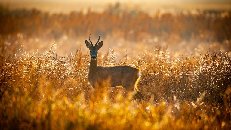 Luneta Zeiss Victory V8 4,8-35x60 dokładne odwzorowanie detali