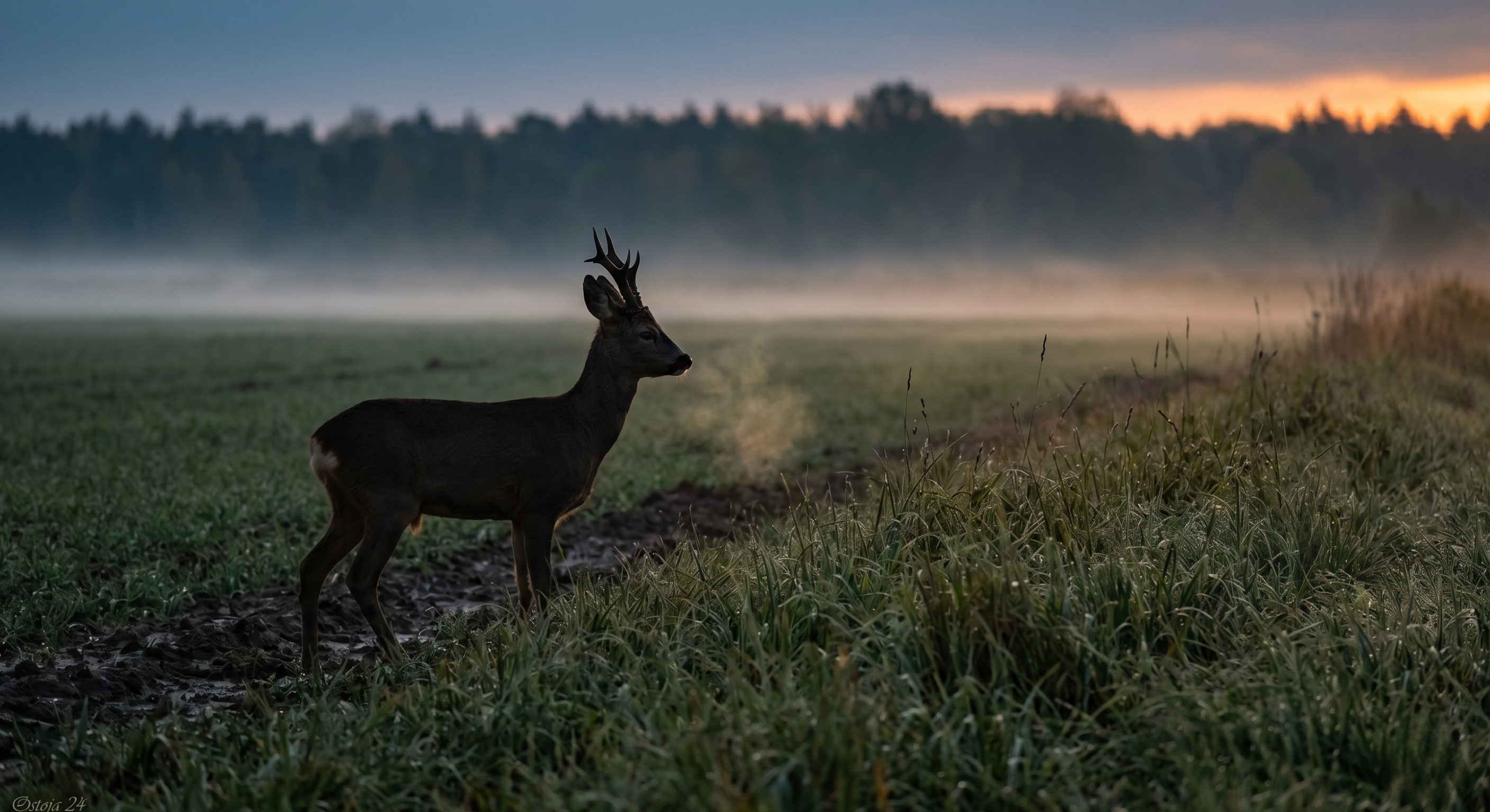 Majowy rogacz: Kompletny przewodnik po sprzęcie i taktyce na otwarcie sezonu 2026